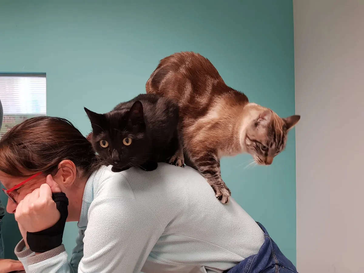 centro veterinario fierecillas (11)