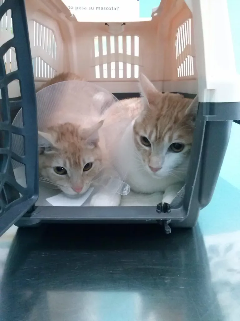 centro veterinario fierecillas (3)